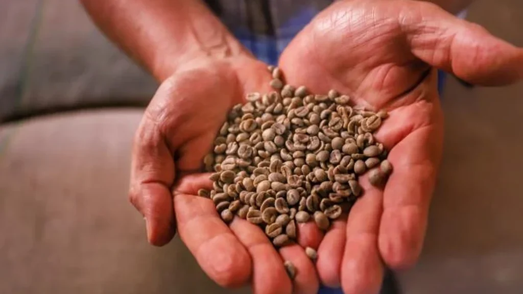 Grãos de café nas mãos de produtor rural no Paraná.